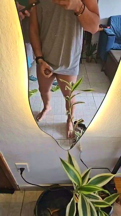 CAM4 male cam Alfredoo23cm