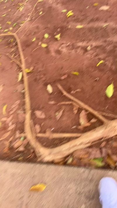 Thumbnail of Peverrel34 - CAM4 live cam