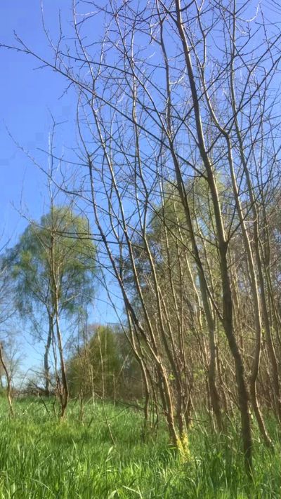 Thumbnail of Naturgeil420 - CAM4 live cam