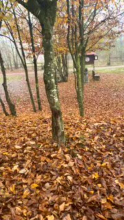 CAM4 male cam porcobg18