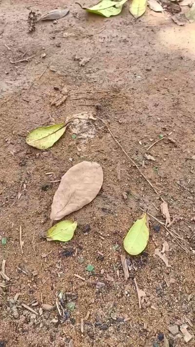 CAM4 male cam michel512