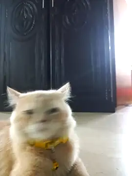 Stripchat cam girl Karina-202