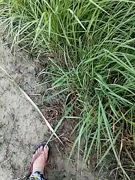 Stripchat cam girl Miss_Ayesha