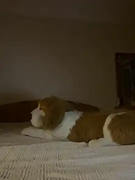 Stripchat cam girl Rachel_key