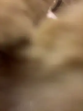 Stripchat cam girl DemoBunny